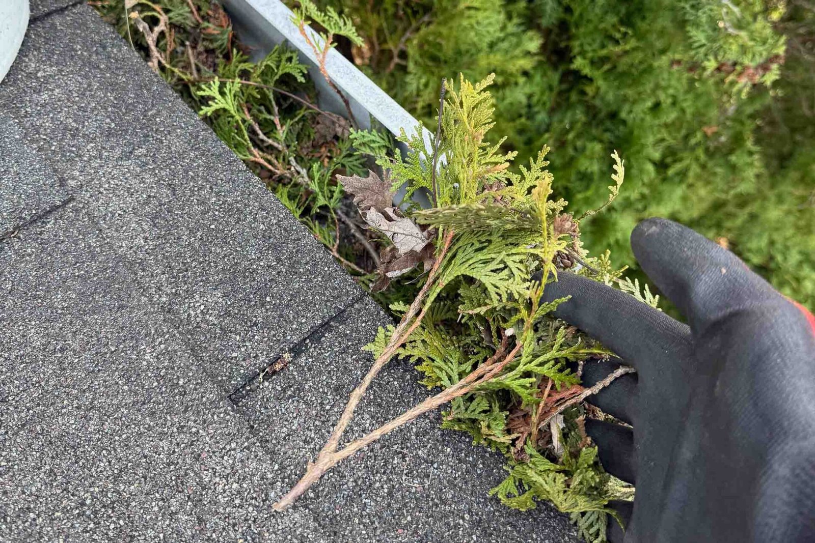 Leaves and debris trapped beneath a lifted gutter guard on a Naperville home