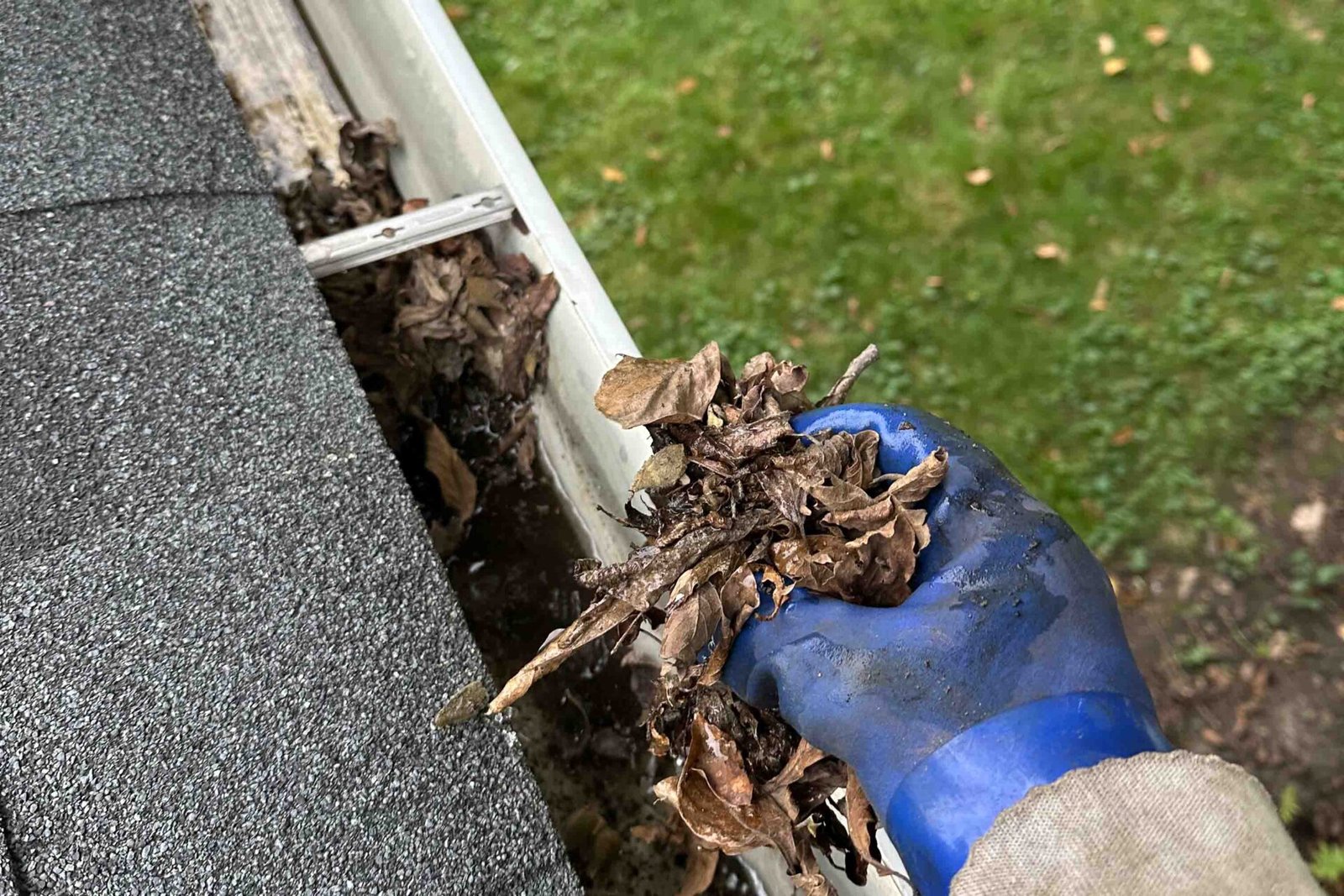 Shingle granules and seeds collected around a downspout opening beneath gutter guards in Naperville.